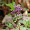 Corydalis_solida_ag9132