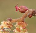 Corylus_avellana_aa4113