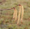 Corylus_avellana_aa4129