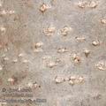 Corylus_avellana_ad8263
