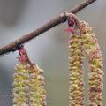 Corylus_avellana_bf0066