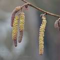 Corylus_avellana_bf0069