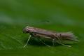 Cosmopterix_lienigiella_ck0421s