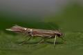 Cosmopterix_lienigiella_ck0479s