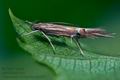 Cosmopterix_lienigiella_ck0617s