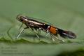 Cosmopterix_orichalcea_cu2052s