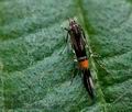 Cosmopterix_orichalcea_cu2077s