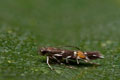 Cosmopterix_pulchrimella_jn6884s