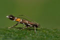 Cosmopterix_pulchrimella_jn6963s