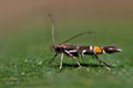 Cosmopterix_pulchrimella_jn7031s