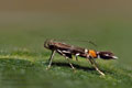Cosmopterix_pulchrimella_jn7081s