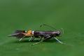 Cosmopterix_scribaiella_ck8694s