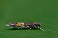 Cosmopterix_scribaiella_ck8709s