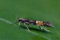 Cosmopterix_scribaiella_ck8733s