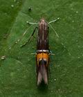 Cosmopterix_scribaiella_cu6238s