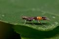 Cosmopterix_scribaiella_cv3117s