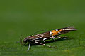 Cosmopterix_scribaiella_dy4980s