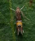 Cosmopterix_scribaiella_ja0103s