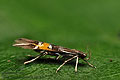 Cosmopterix_scribaiella_ji6762s