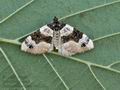 Cosmorhoe_ocellata_bs6125