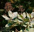 Cotinus_coggygria_4711