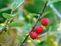 Cotoneaster_integerrimus_da9734