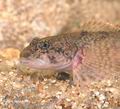 Cottus_gobio_ag4021