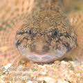 Cottus_gobio_ag4028