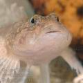 Cottus_gobio_ag4177