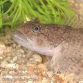 Cottus_gobio_ag4264