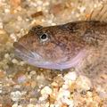 Cottus_gobio_ag4267