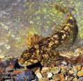 Cottus_gobio_fc6792