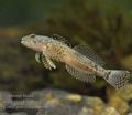 Cottus_poecilopus_he6440