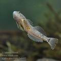 Cottus_poecilopus_he6492