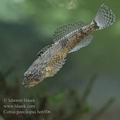 Cottus_poecilopus_he6506