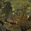 Cottus_poecilopus_he6696