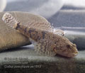 Cottus_poecilopus_pe1513