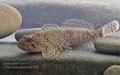 Cottus_poecilopus_pe1522