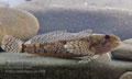 Cottus_poecilopus_pe1549