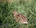 Coturnix_coturnix_8722