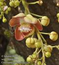 Couroupita_guianensis_g1138