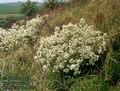 Crambe_tatarica_4712