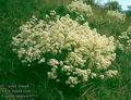 Crambe_tatarica_4713