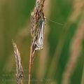 Crambus_lathoniellus_ak7608