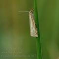 Crambus_lathoniellus_ak7617