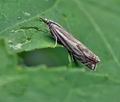 Crambus_lathoniellus_bu0644