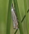 Crambus_lathoniellus_cc2276s