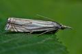 Crambus_lathoniellus_cd5986s