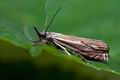 Crambus_lathoniellus_ck2328s