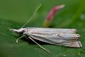 Crambus_lathoniellus_cl2114s